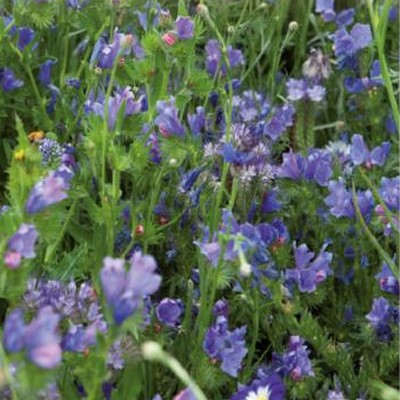 Mélange de fleurs bleues