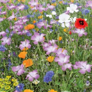 Mélange de fleurs sauvages BIO