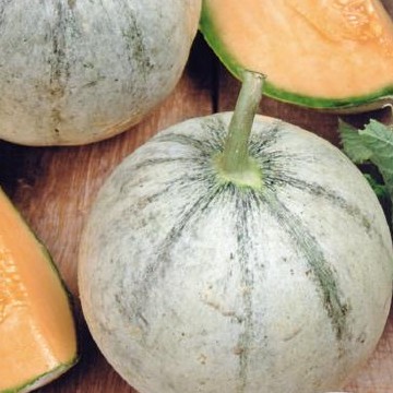 Melon Charentais (Cantaloup)