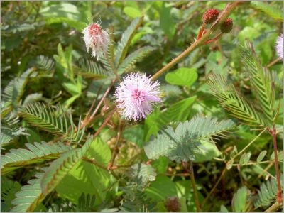 Mimosa Pudica