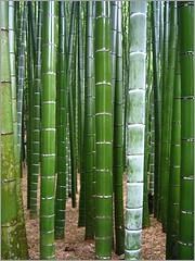 Moso Bamboo