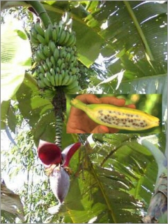 Musa Balbisiana