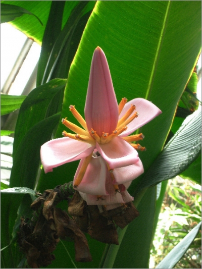 Musa Ornata