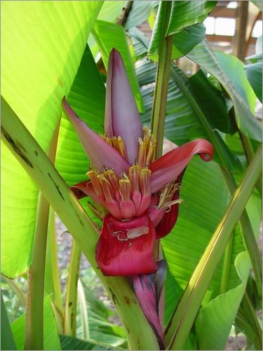 Musa Velutina