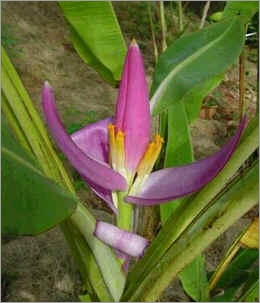 Musa Violacea