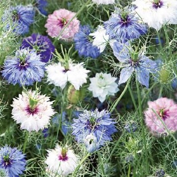 Nigelle de Damas double en mélange - 2024