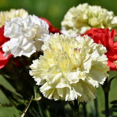 Oeillet des fleuristes 'Grenadin' Double en mélange