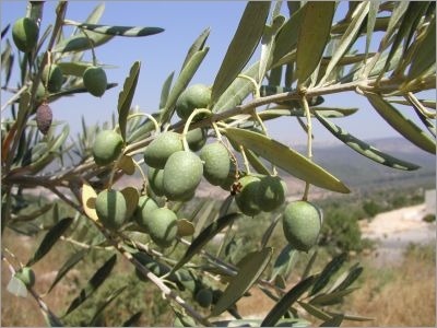 Olea Europaea