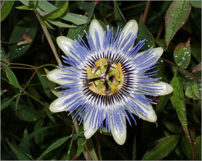 Passiflora caerulea FLEUR DE LA PASSION, PASSIFLORE BLEUE (plante)