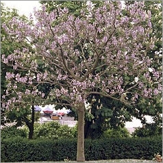 Paulownia tomentosa, Paulownia Impérial