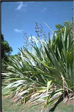 Phormium tenax