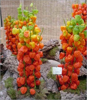 Physalis Franchetii