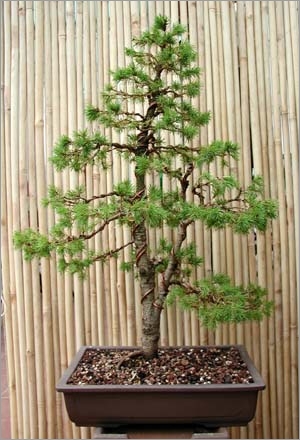 Picea Asperata