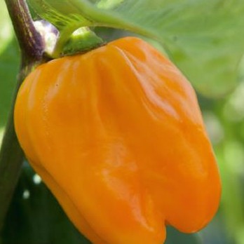 Graine de piment Habanero Rouge