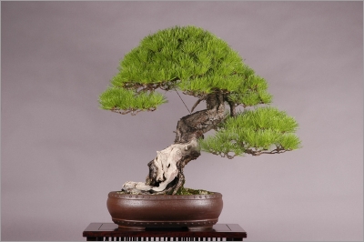 Pinus Densiflora