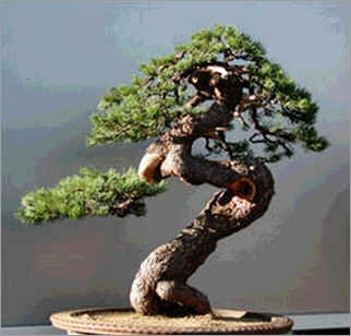 Pinus Mugo Pumilio