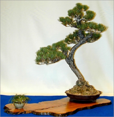 Pinus Parviflora