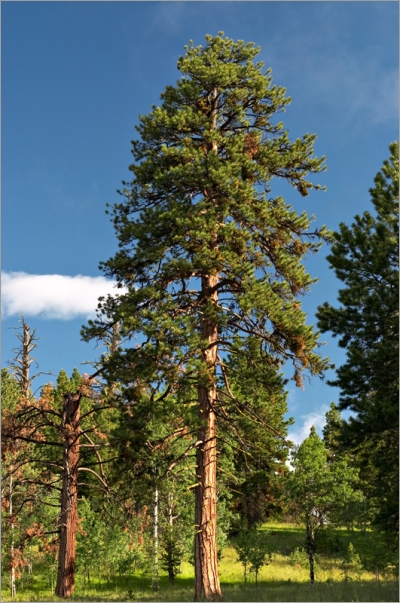Pinus Ponderosa