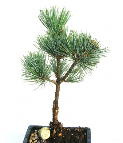 Pinus Pumila