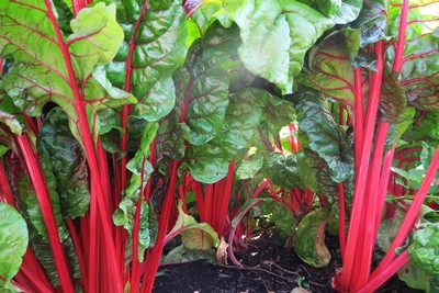 Poirée à cardes Rhubarb Chard