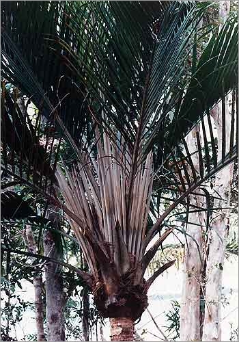 Ravenea sambiranensis