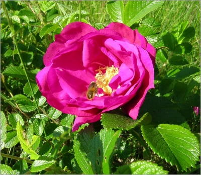 Rosa rugosa