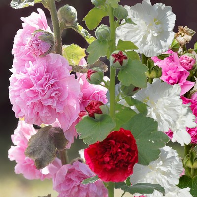 Rose trémière 'Chater's' Double en mélange