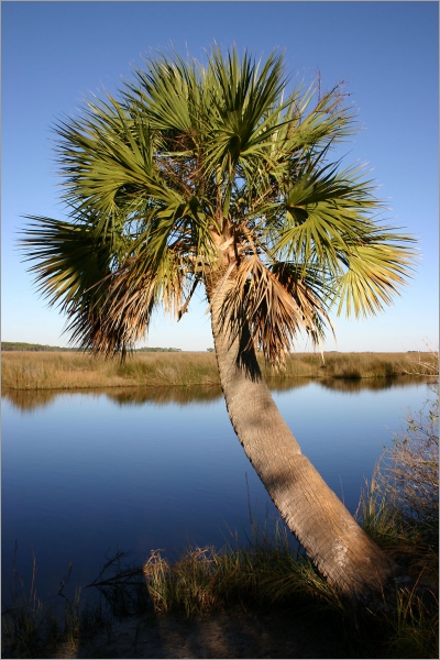 Sabal palmetto