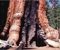 Sequoiadendron Giganteum