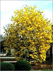 Tabebuia Chrysotricha