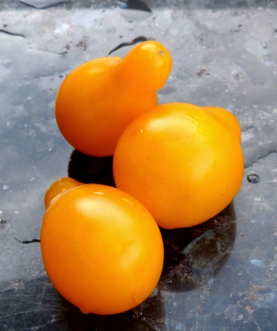 Tomate Yellow Pearshaped