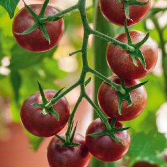 Tomate cerise Black Cherry