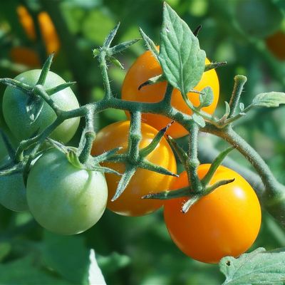 Tomate cerise jaune Cereza Amarilla