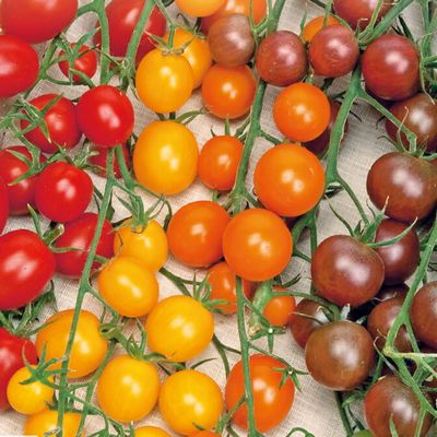Tomate cerise mélange de 4 couleurs