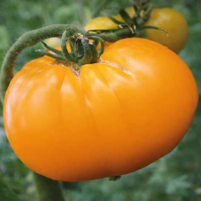 Tomate géante Brandywine Yellow