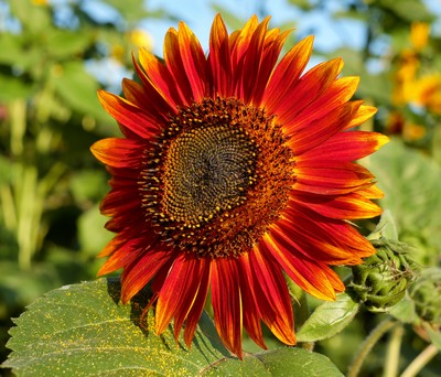 Tournesol Evening Sun