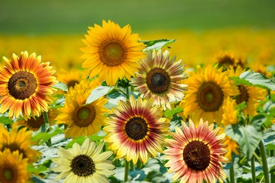 Tournesol en mélange