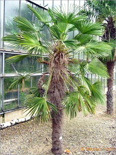 Trachycarpus fortunei