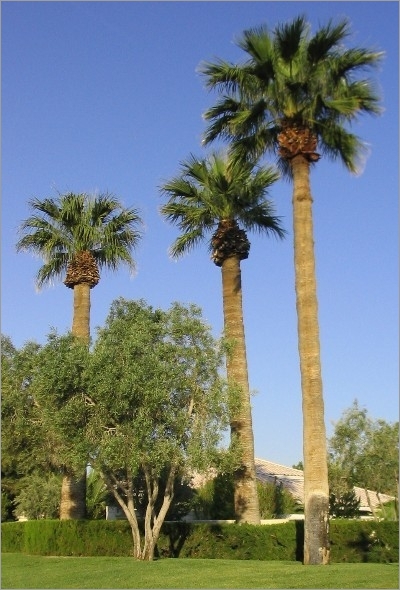 Washingtonia filifera