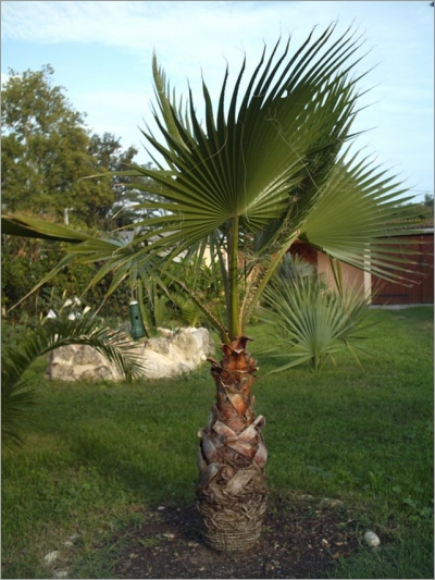 Washingtonia robusta