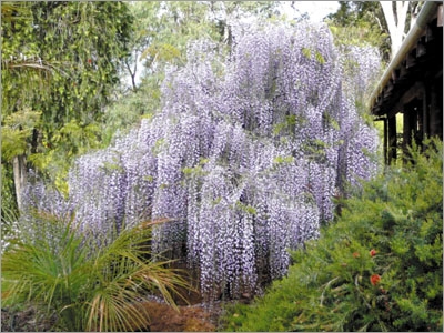 Wisteria sinensis