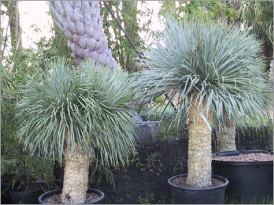 Yucca Rostrata