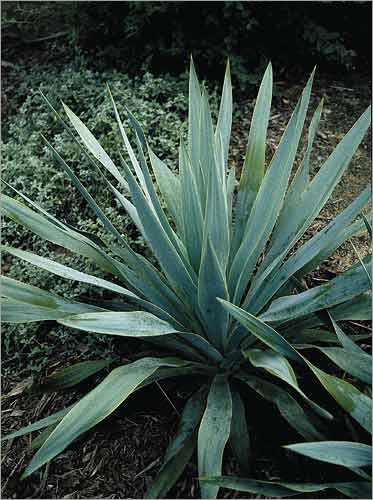 Yucca pallida