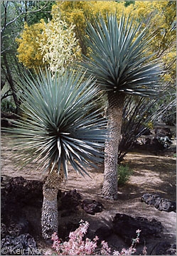 Yucca rigida