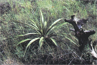 Yucca rupicola