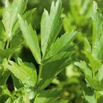 Ache de montagne (Livêche) - Levisticum officinalis