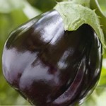 Aubergine Black Beauty
