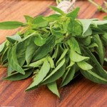 Basilic Citron