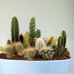 Cactus Mix