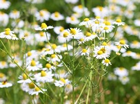Camomille Allemande - Matricaria chamomilla